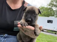 Lavender Collar Female, a female Belgian Malinois for sale in North Brookfield, MA – 2 of 8