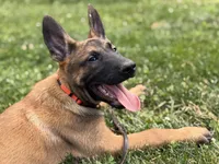 Bruce — Orange Male, a male Belgian Malinois for sale in North Brookfield, MA – 7 of 8