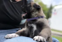 Rowdy - Purple Collar Male, a male Belgian Malinois for sale in North Brookfield, MA – 4 of 7