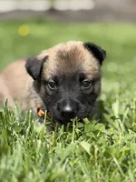 Light Orange Male, a male Belgian Malinois for sale in North Brookfield, MA – 9 of 10