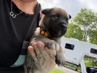 Light Orange Male, a male Belgian Malinois for sale in North Brookfield, MA – 2 of 10