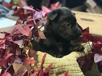 Maroon Collar Male, a male Belgian Shepherd Dog for sale in North Brookfield, MA – 5 of 6