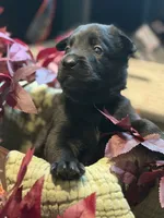 Maroon Collar Male, a male Belgian Shepherd Dog for sale in North Brookfield, MA – 2 of 6