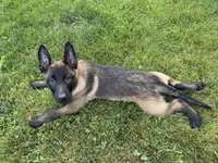 Atlas - Royal Collar , a male Belgian Malinois for sale in North Brookfield, MA – 7 of 9