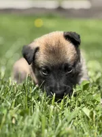 Light Orange Male, a male Belgian Malinois for sale in North Brookfield, MA – 5 of 10