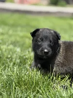 Black Collar Female, a female Belgian Malinois for sale in North Brookfield, MA – 2 of 10