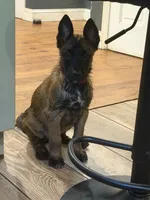 Pink Collar - Female, a female Belgian Malinois for sale in North Brookfield, MA – 2 of 2