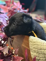 Yellow Collar Female, a female Belgian Shepherd Dog for sale in North Brookfield, MA – 5 of 5