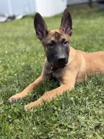 Bruce — Orange Male, a male Belgian Malinois for sale in North Brookfield, MA – 8 of 8