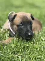 Lavender Collar Female, a female Belgian Malinois for sale in North Brookfield, MA – 5 of 8