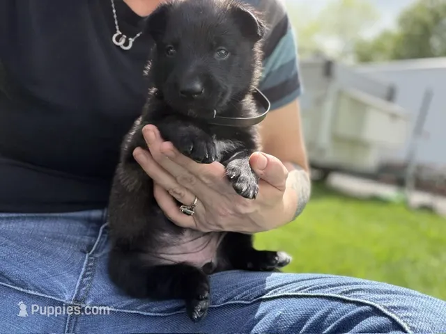 Black Collar Female – Belgian Malinois puppy for sale in North Brookfield, MA