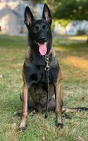 Black Collar Male, a male Belgian Malinois for sale in North Brookfield, MA – 2 of 4