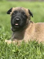 Lavender Collar Female, a female Belgian Malinois for sale in North Brookfield, MA – 4 of 8