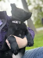 Light Purple Collar, a female Belgian Shepherd Dog for sale in North Brookfield, MA – Photo 6 of 7