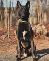 Light Purple Collar, a female Belgian Shepherd Dog for sale in North Brookfield, MA – Photo 5 of 7
