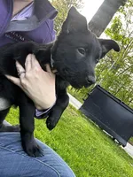 Light Purple Collar, a female Belgian Shepherd Dog for sale in North Brookfield, MA – Photo 1 of 7