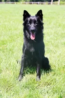 Light Purple Collar, a female Belgian Shepherd Dog for sale in North Brookfield, MA – Photo 4 of 7