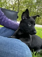 Light Purple Collar, a female Belgian Shepherd Dog for sale in North Brookfield, MA – Photo 3 of 7
