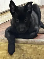 Light Purple Collar, a female Belgian Shepherd Dog for sale in North Brookfield, MA – Photo 7 of 7