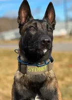 Red Collar Male, a male Belgian Malinois for sale in North Brookfield, MA – Photo 2 of 2