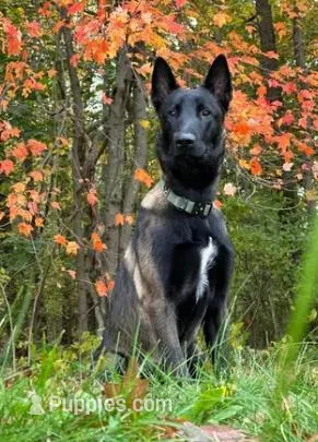 Red Collar Male, a male Belgian Malinois for sale in North Brookfield, MA – Photo 1 of 2
