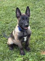 Atlas - Royal Collar , a male Belgian Malinois for sale in North Brookfield, MA – 5 of 9