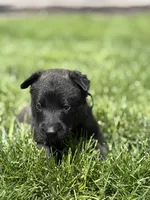 Black Collar Female, a female Belgian Malinois for sale in North Brookfield, MA – 5 of 10