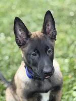 Atlas - Royal Collar , a male Belgian Malinois for sale in North Brookfield, MA – 3 of 9