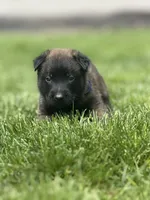 Royal Blue Male, a male Belgian Malinois for sale in North Brookfield, MA – 8 of 9