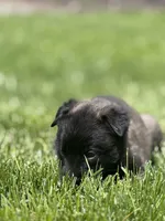 Dark Orange Female, a female Belgian Malinois for sale in North Brookfield, MA – 8 of 8
