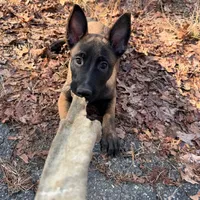 Pink Collar Female, a female Belgian Malinois for sale in North Brookfield, MA – Photo 6 of 9