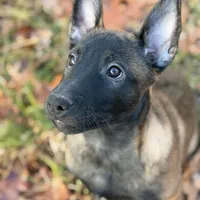 Pink Collar Female, a female Belgian Malinois for sale in North Brookfield, MA – Photo 3 of 9