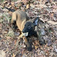 Pink Collar Female, a female Belgian Malinois for sale in North Brookfield, MA – Photo 5 of 9