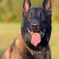 Pink Collar Female, a female Belgian Malinois for sale in North Brookfield, MA – Photo 9 of 9