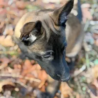Pink Collar Female, a female Belgian Malinois for sale in North Brookfield, MA – Photo 4 of 9