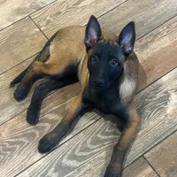 Pink Collar Female, a female Belgian Malinois for sale in North Brookfield, MA – Photo 2 of 9