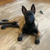 Pink Collar Female, a female Belgian Malinois for sale in North Brookfield, MA – Photo 1 of 9