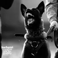 Pink Collar Female, a female Belgian Malinois for sale in North Brookfield, MA – Photo 7 of 9