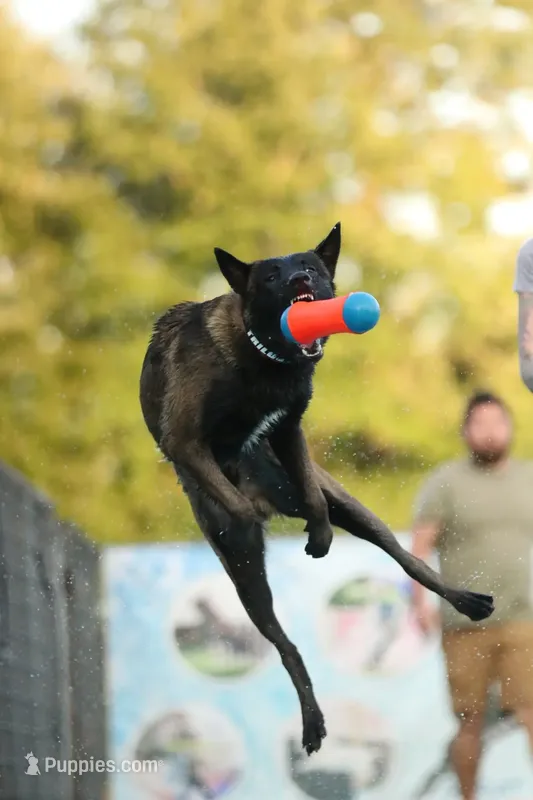 Juul x Trilogy – Belgian Malinois puppy for sale in North Brookfield, MA