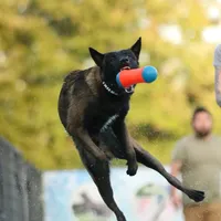 Pink Collar Female, a female Belgian Malinois for sale in North Brookfield, MA – Photo 8 of 9