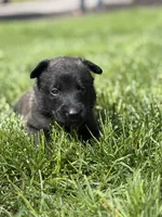Black Collar Female, a female Belgian Malinois for sale in North Brookfield, MA – 9 of 10