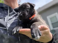 Dark Orange Female, a female Belgian Malinois for sale in North Brookfield, MA – 2 of 8
