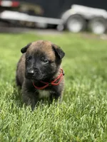Red Collar Male, a male Belgian Malinois for sale in North Brookfield, MA – 4 of 9