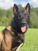 Yellow Collar Male, a male Belgian Malinois for sale in North Brookfield, MA – 4 of 4