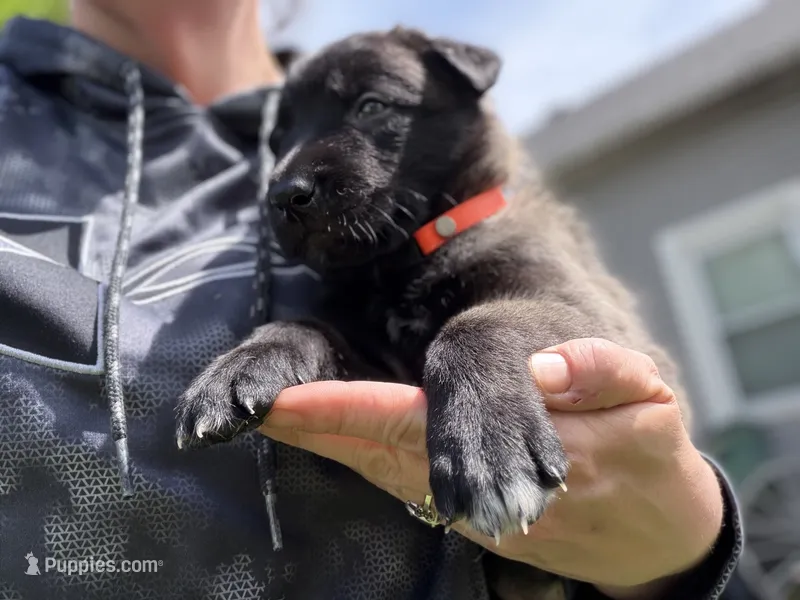 Dark Orange Female – Belgian Malinois puppy for sale in North Brookfield, MA