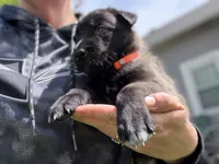 Dark Orange Female, a female Belgian Malinois for sale in North Brookfield, MA – 1 of 8