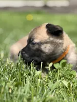 Light Orange Male, a male Belgian Malinois for sale in North Brookfield, MA – 7 of 10