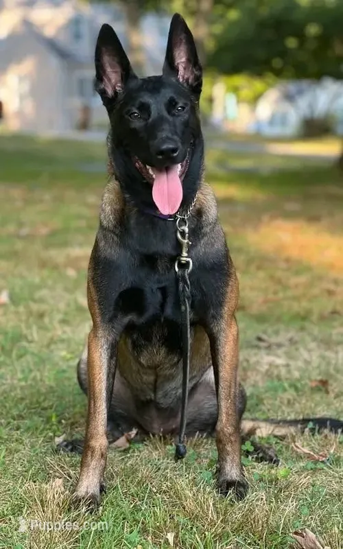 Orange Collar Male – Belgian Malinois puppy for sale in North Brookfield, MA