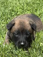 Red Collar Male, a male Belgian Malinois for sale in North Brookfield, MA – 5 of 9