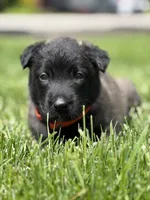 Dark Orange Female, a female Belgian Malinois for sale in North Brookfield, MA – 4 of 8